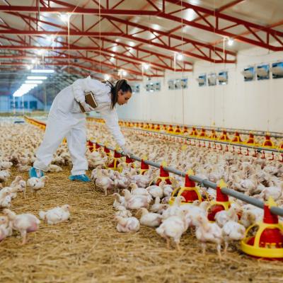 Cursos mais procurados na Nigéria; veja como se inscrever e garantir certificado